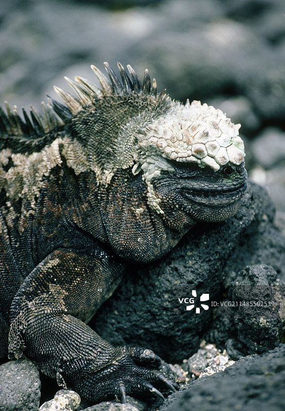 海鬣蜥头部图片素材