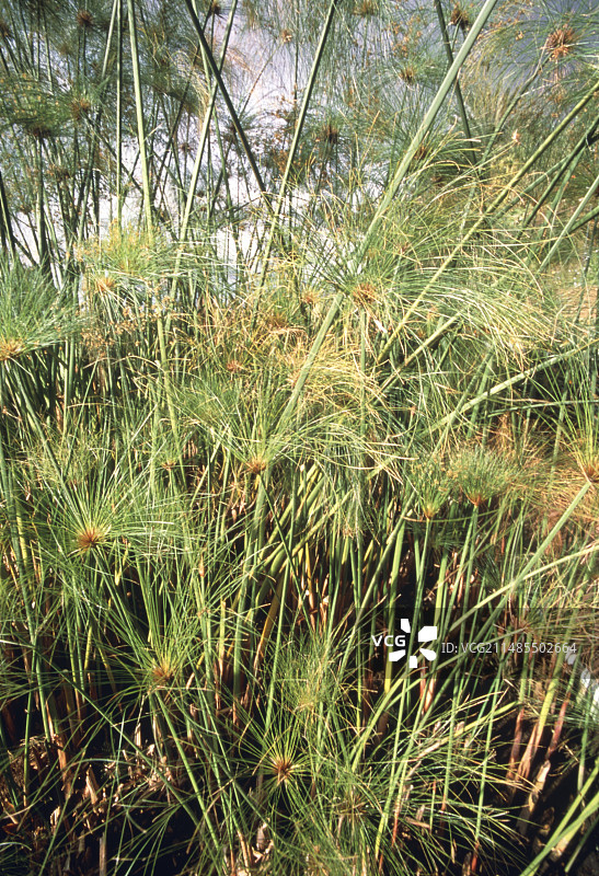 纸莎草植物景色图片素材