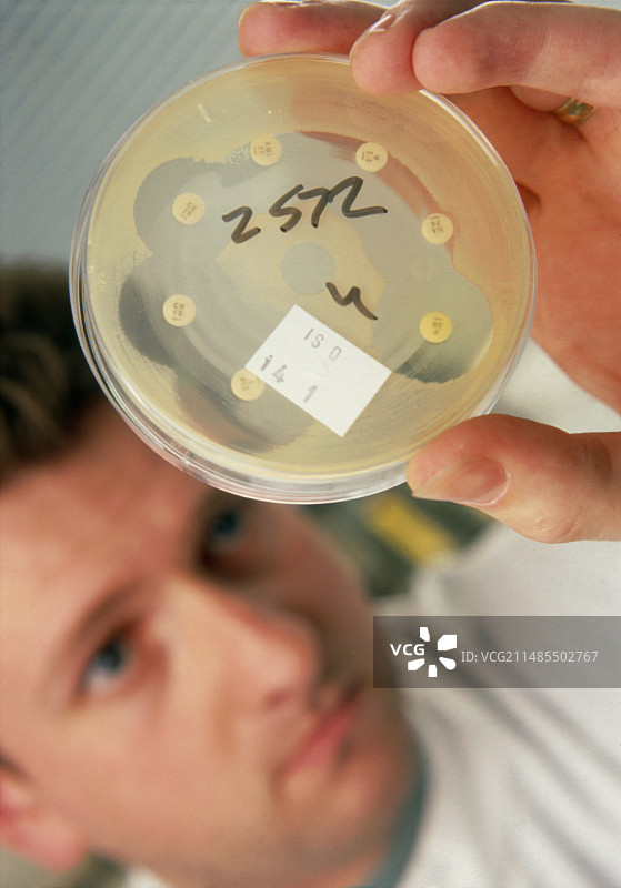 技术员与细菌抗生素敏感性图片素材
