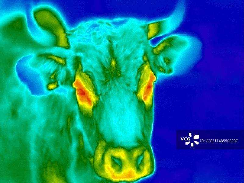 牛，热成像图图片素材