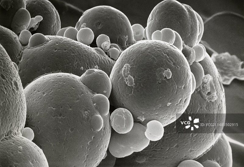 全脂奶粉的扫描电镜图图片素材