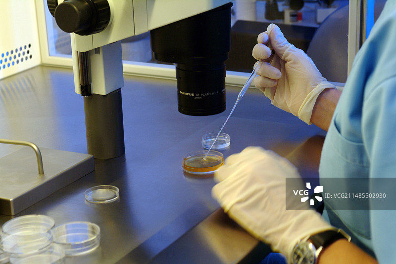 用于体外受精的卵子选择图片素材