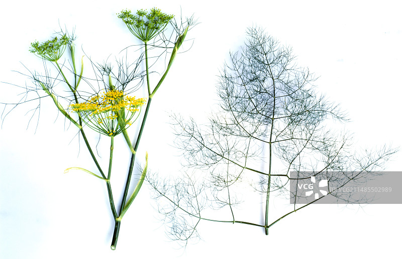 茴香的鲜花与叶子图片素材