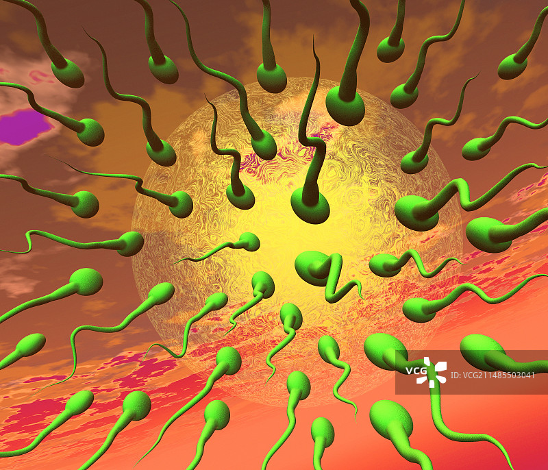 精子和卵子受精前的艺术作品图片素材