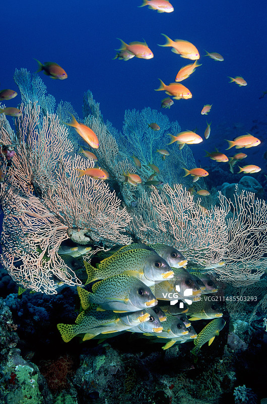 黑点石鲈图片素材