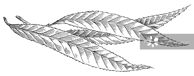 柳叶木刻图片素材
