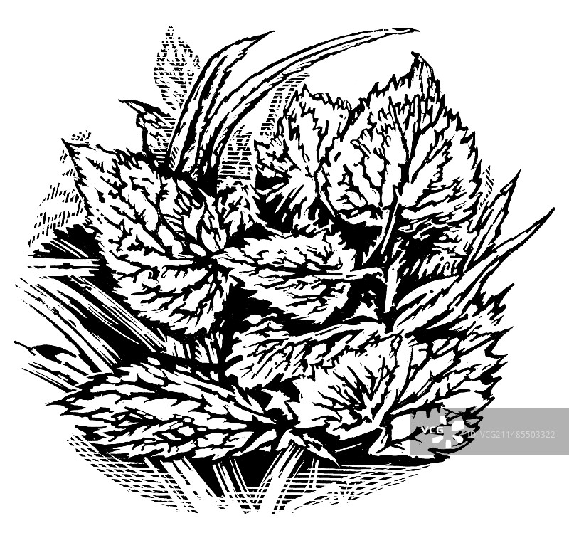 霜上叶，木刻图片素材