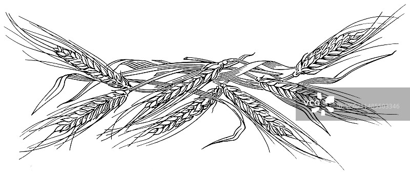 大麦穗，木刻图片素材