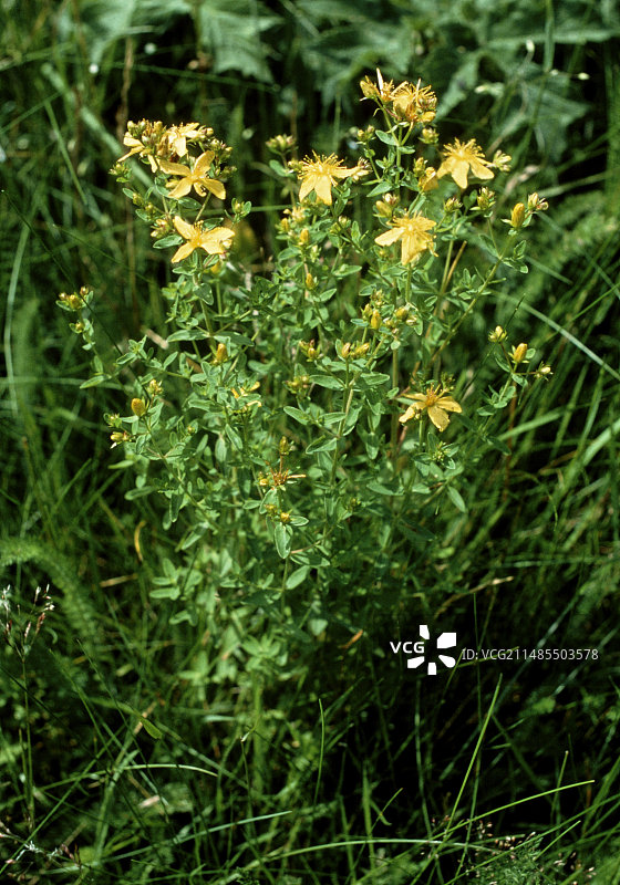 贯叶连翘植物图片素材