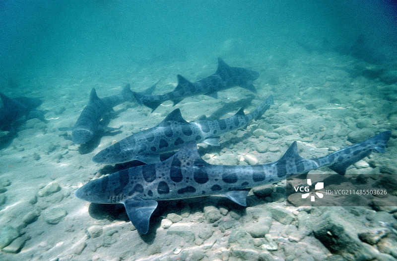 雌性豹鲨图片素材