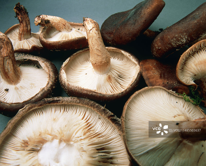 采摘后的香菇景观图片素材