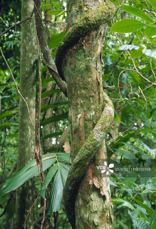 缢死植物克鲁西亚的根图片素材