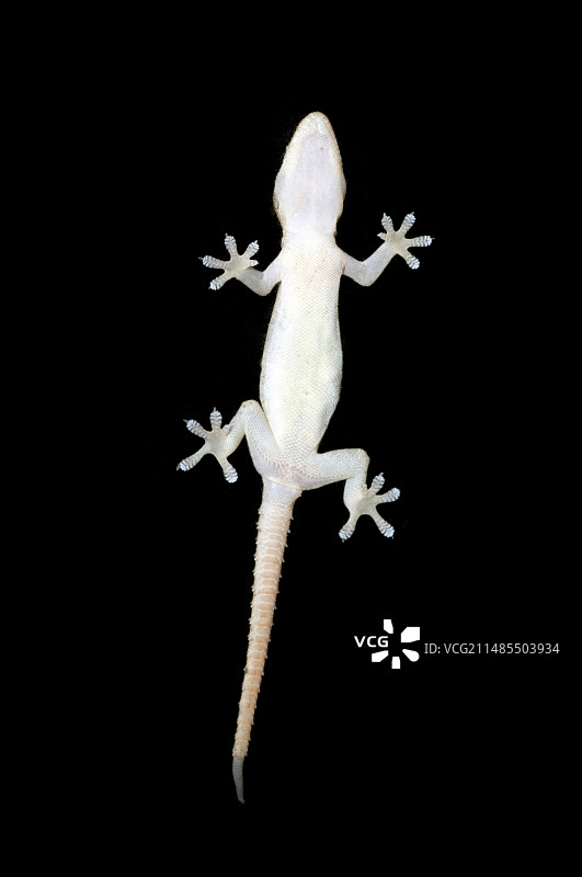 壁虎图片素材
