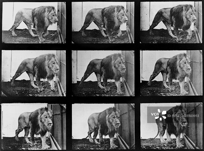 Muybridge：狮子行走高速序列图片素材