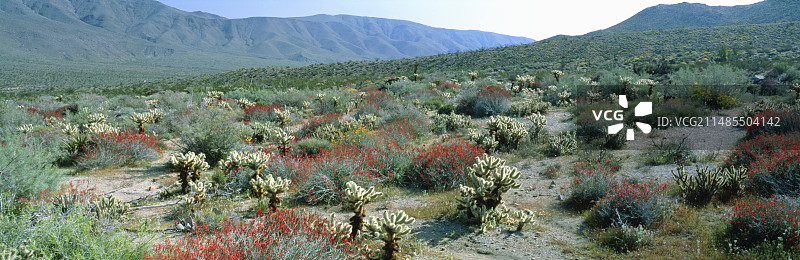 沙漠野花和仙人掌图片素材