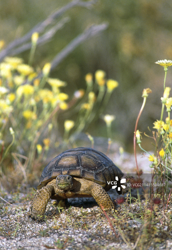 行走的沙漠陆龟图片素材