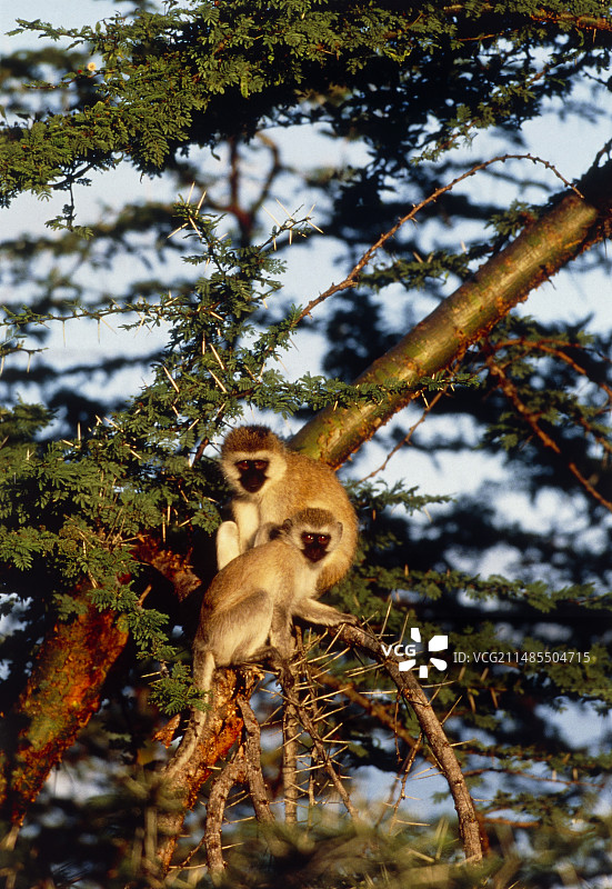 树上的绿猴图片素材