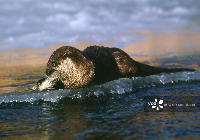 加拿大水獭图片素材
