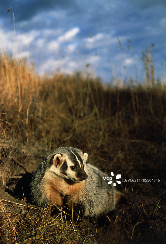 北美洲獾图片素材