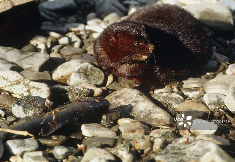 带有鱼的美国水貂（Mustela vison）的景色图片素材