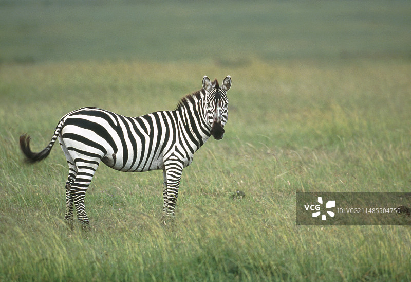Burchell的斑马图片素材