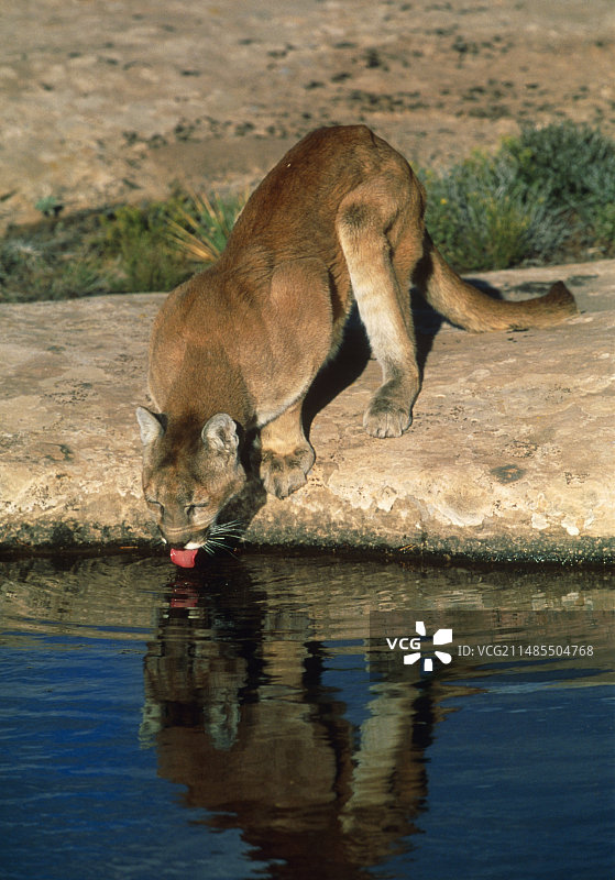 美洲狮在雨水坑饮水图片素材