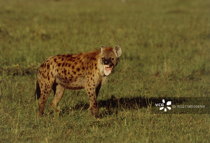 龇牙咧嘴的斑鬣狗图片素材