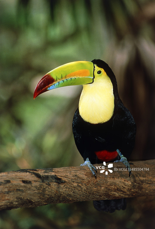 树上的龙骨嘴巨嘴鸟（学名：Ramphastos sulfuratus）图片素材