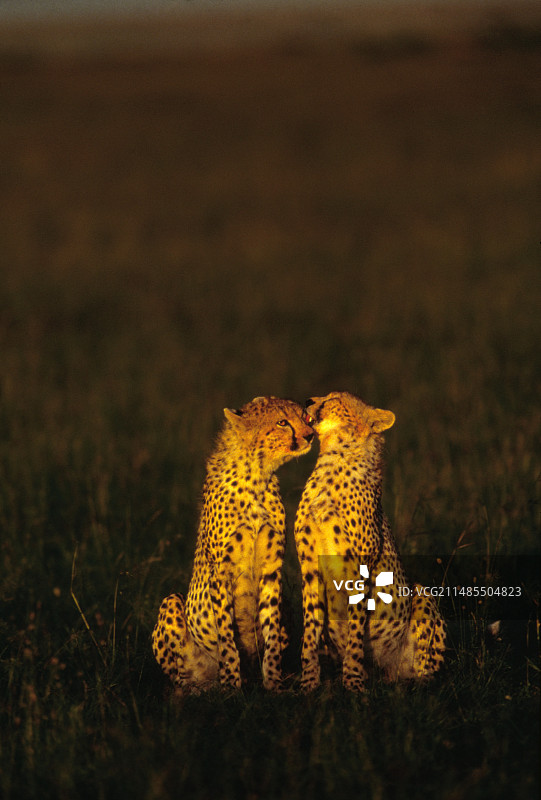 猎豹梳理毛发图片素材