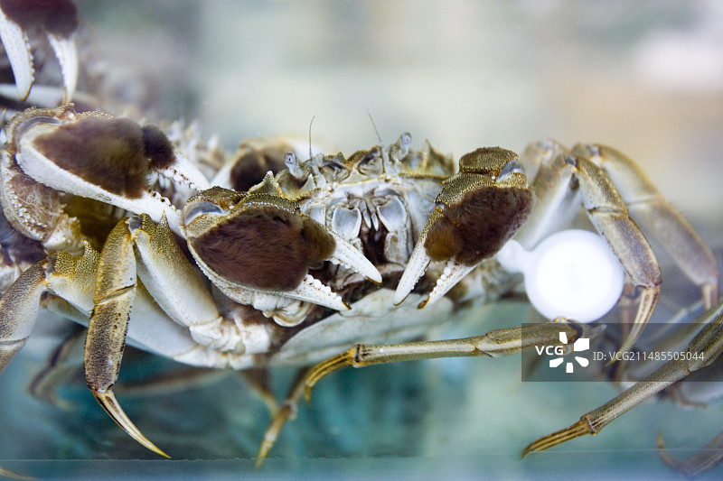 新鲜螃蟹图片素材