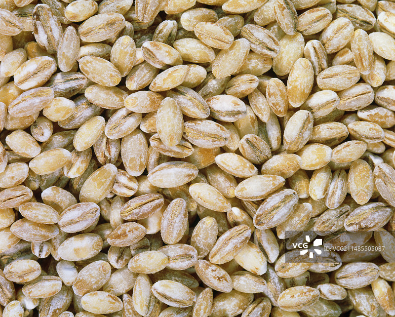 大麦（Hordeum sp.）谷物景观图片素材