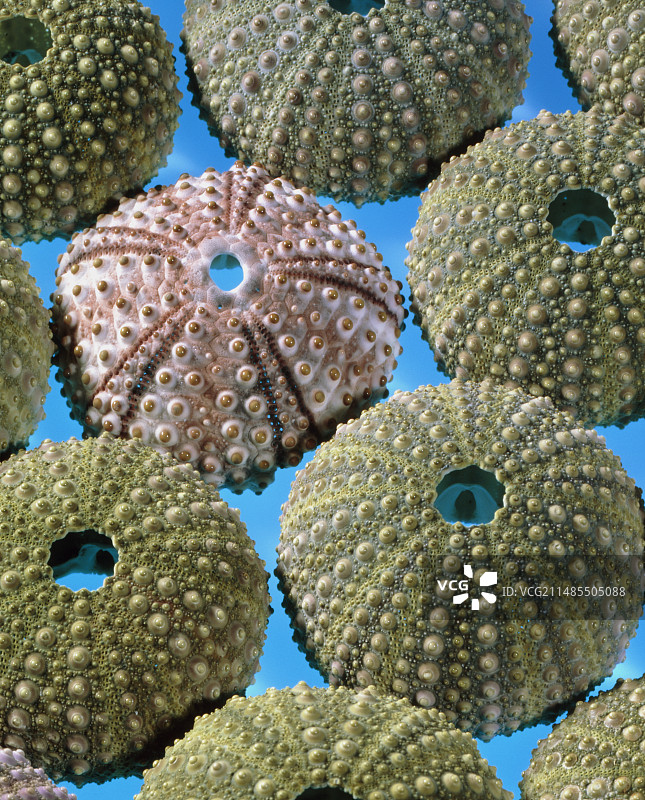 海胆壳景观图片素材