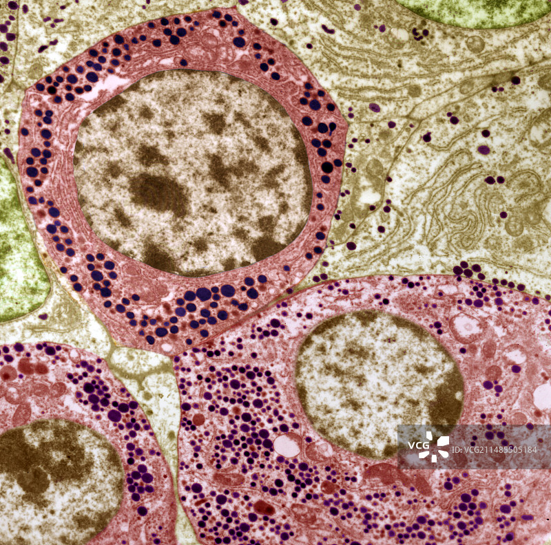 垂体，TEM图片素材