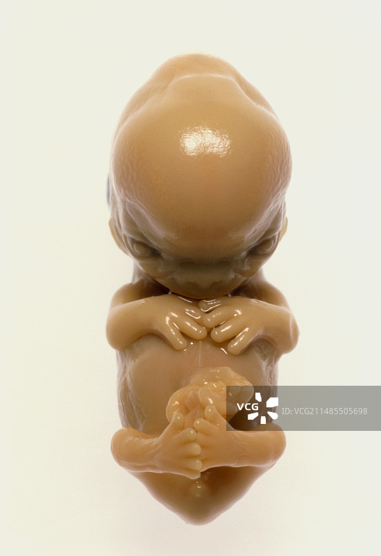 8周大的流产人类胎儿正面照图片素材