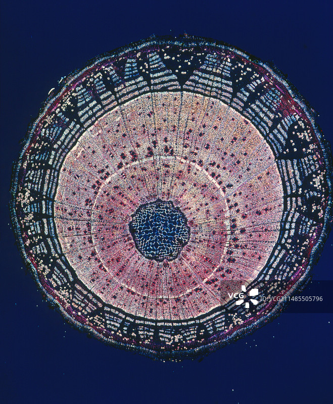 芙蓉花茎的横截面图片素材
