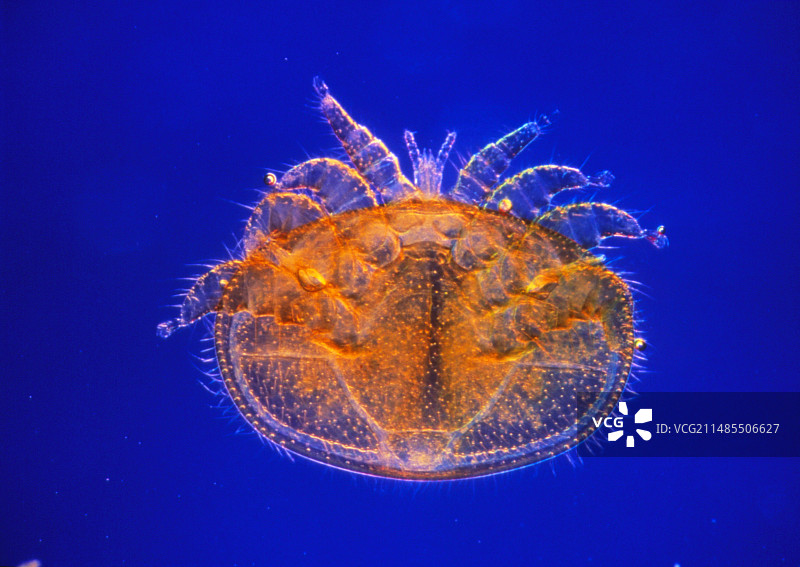 蜜蜂螨瓦螨的LM图片素材