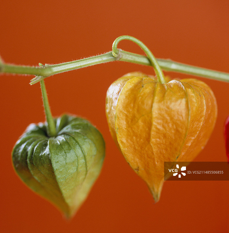 灯笼果图片素材