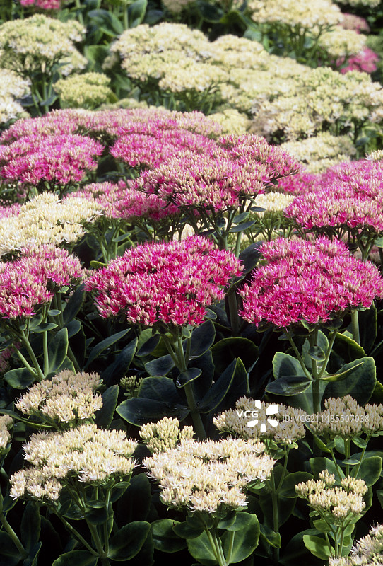 八宝景天“星尘”图片素材