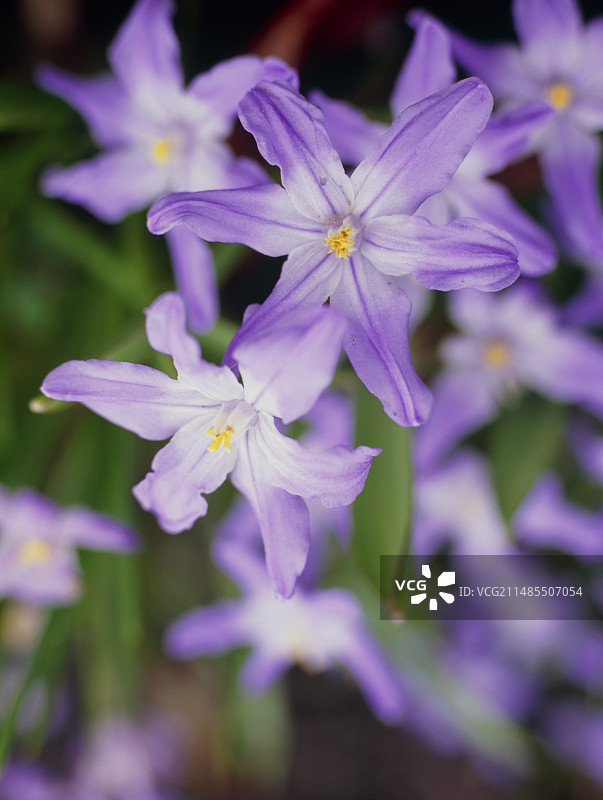 雪光荣（喜鹊蓝钟花）图片素材