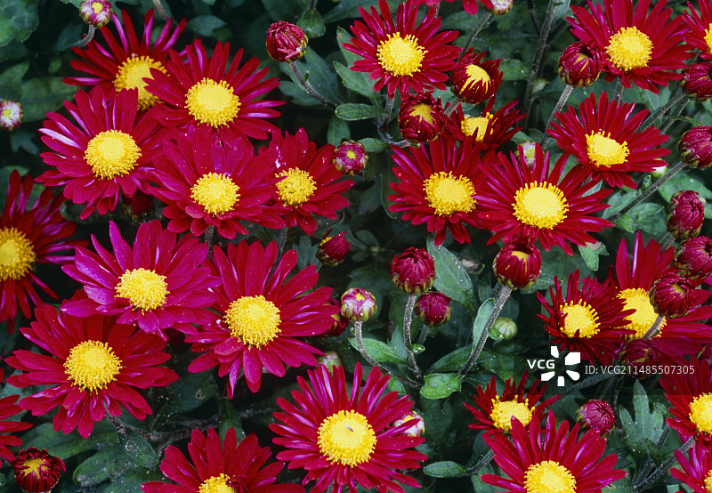 花园菊花 ‘Creeper Dark Pink’图片素材
