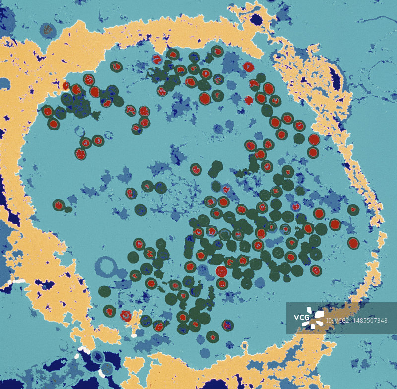 细胞中单纯疱疹病毒的彩色透射电镜图图片素材