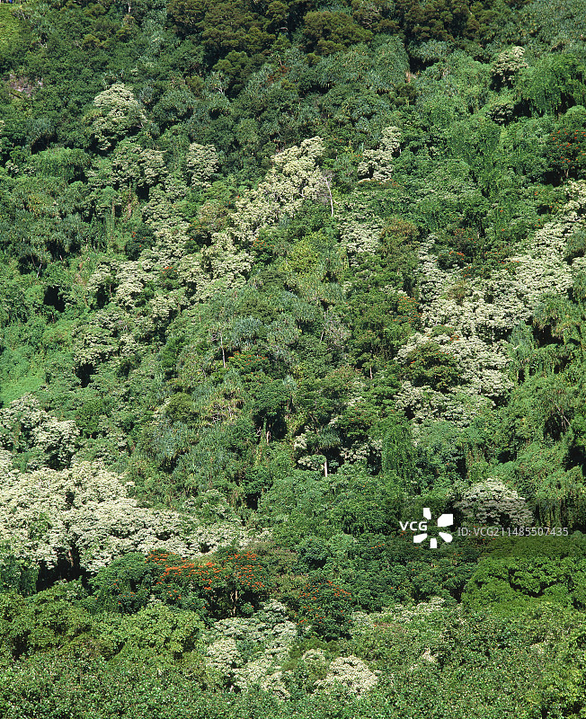 湿润的热带森林树冠图片素材
