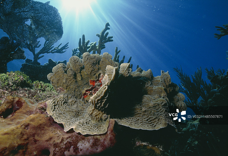 珊瑚生菜图片素材