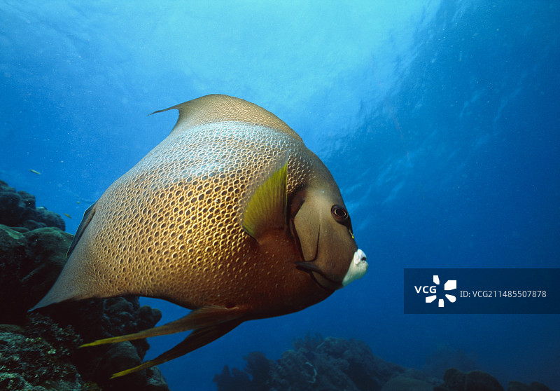 法国神仙鱼图片素材