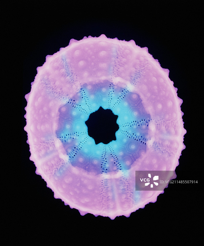 海胆壳的拉伸彩色X光片图片素材