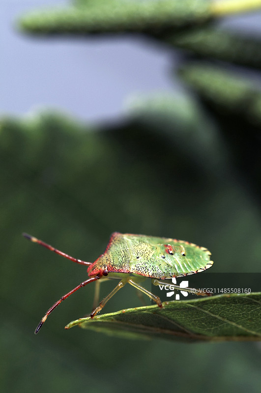 山楂盾椿象图片素材
