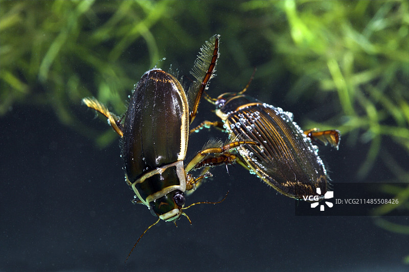 交配中的大龙虱图片素材