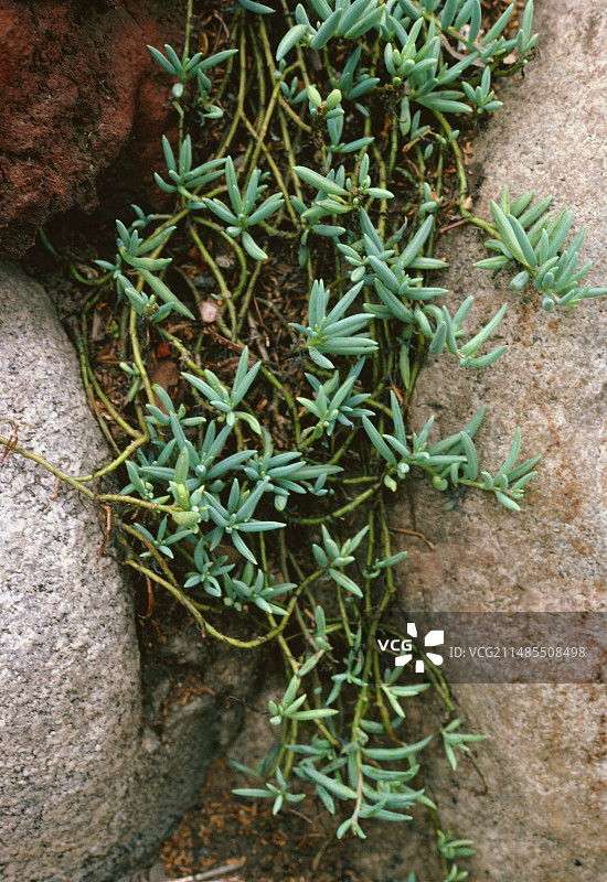 绿弦月多肉植物串图片素材