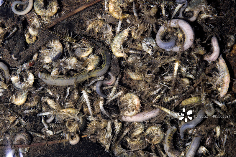 死亡的无脊椎动物图片素材