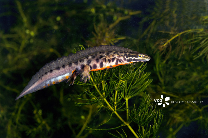 光滑的蝾螈图片素材